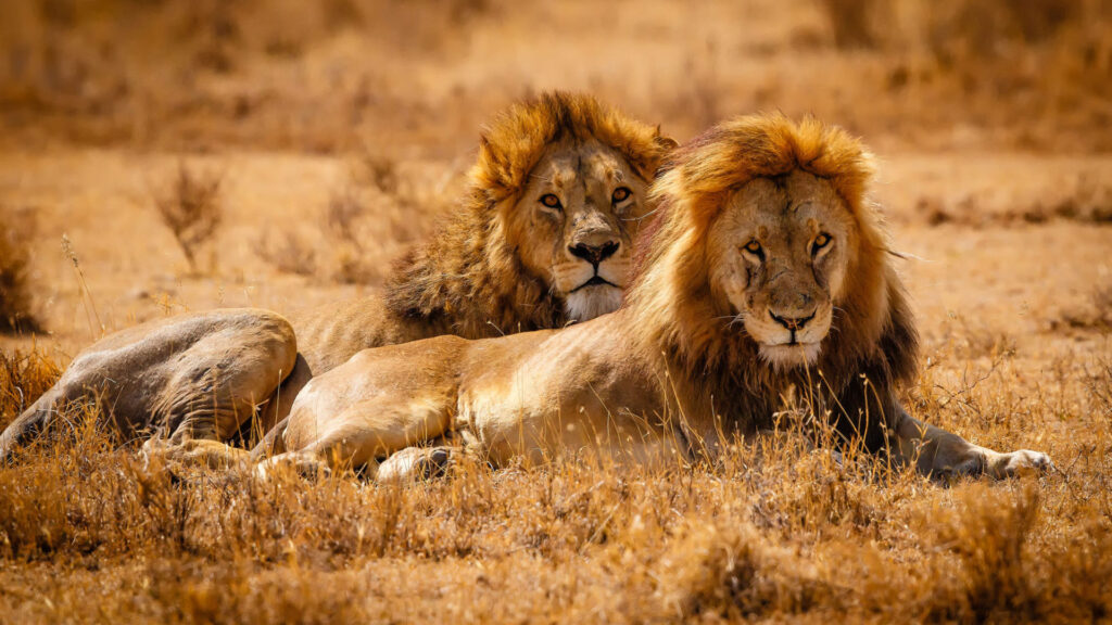 Lion in Serengeti safari – African Accuracy Tours